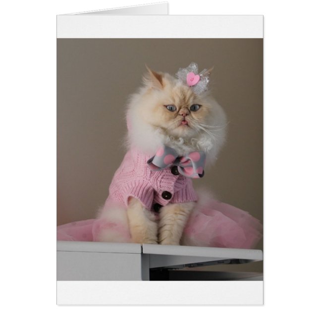 Hübsche Katze in rosa Pullover (Vorne)