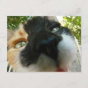 Hübsche Katze steht nahem Foto gegenüber Postkarte