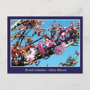 hübsche Kirschblüten-Postkarte Postkarte