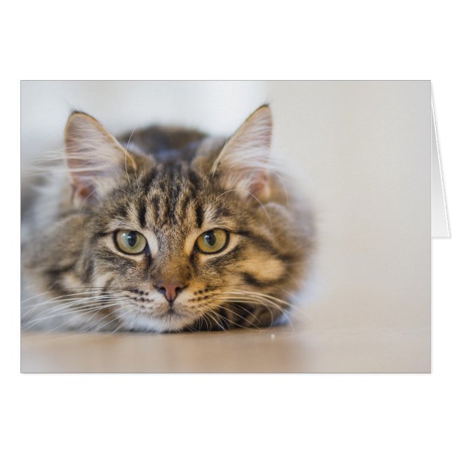Hübsche Kitty mit Blick auf Sie (Vorderseite (Horizontal))