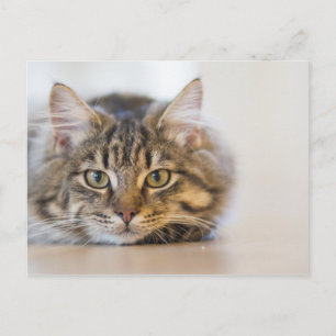 Hübsche Kitty mit Blick auf Sie Postkarte