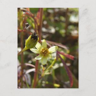 Hübsche kleine gelbe Blume Postkarte