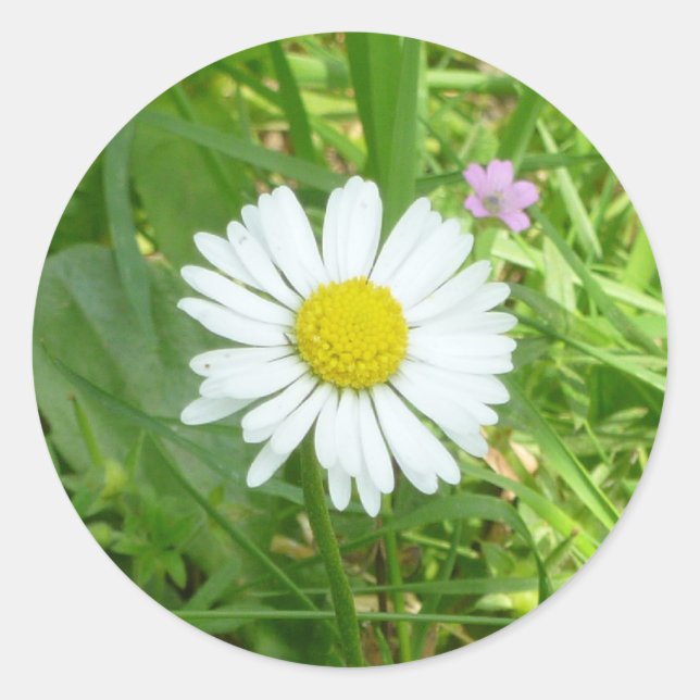 Hübsche kleine weiße und gelbe Miniatur Runder Aufkleber (Vorderseite)