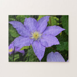 Hübsche Lila Clematis Blossom