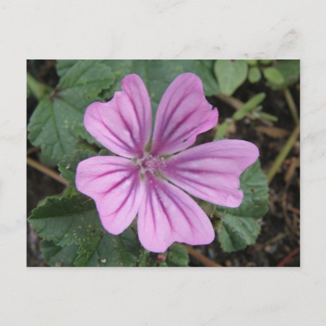 Hübsche Lila Wildblume Postkarte (Vorderseite)