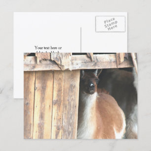 Hübsche Llama-Farmtier-Personalisierung Postkarte
