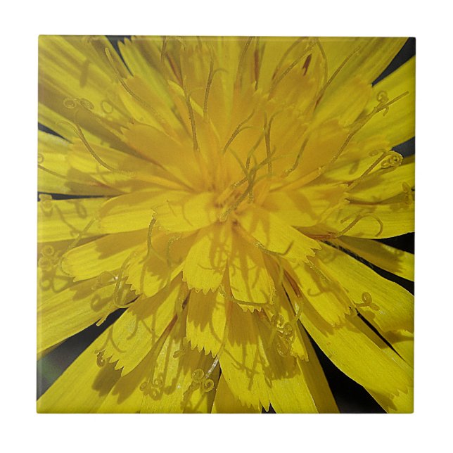 Hübsche Löwenblüte Fliese (Vorderseite)