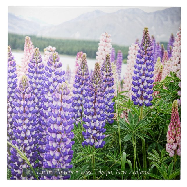 Hübsche Lupinen @ Lake Tekapo Neuseeland Fliese (Vorderseite)