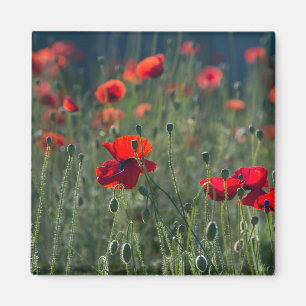 Hübsche Mohnblumen auf einer wilden Wiese Foto Magnet