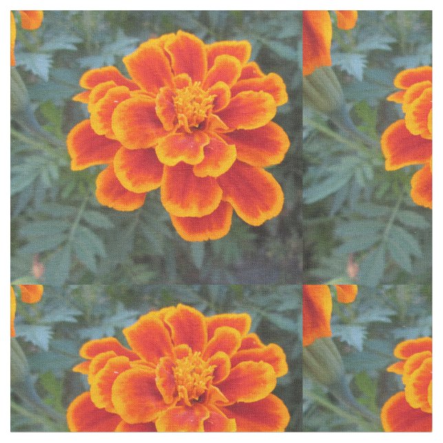 Hübsche orange Ringelblume Stoff (Nahaufnahme)