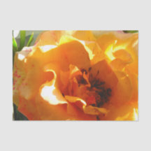 Hübsche orange Rose