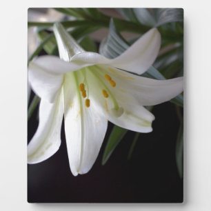 Hübsche Osterlilie-Blume in Schwarz Fotoplatte