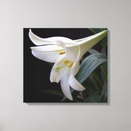 Hübsche Osterlilie-Blume in Schwarz Leinwanddruck