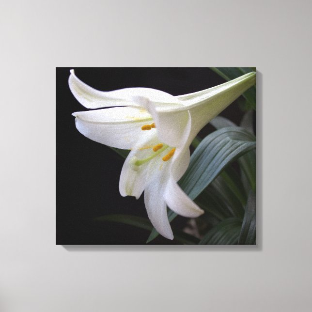 Hübsche Osterlilie-Blume in Schwarz Leinwanddruck (Vorderseite)