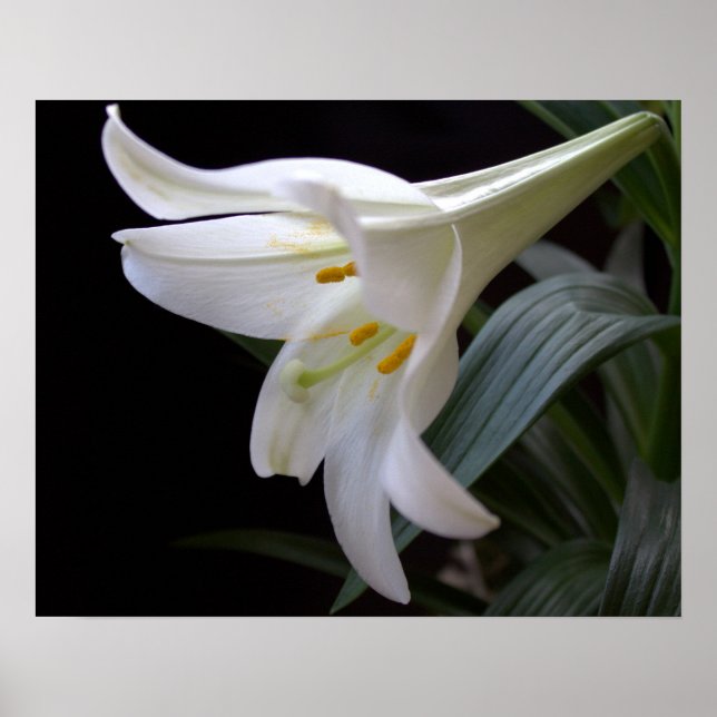 Hübsche Osterlilie-Blume in Schwarz Poster (Vorne)
