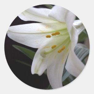 Hübsche Osterlilie-Blume in Schwarz Runder Aufkleber
