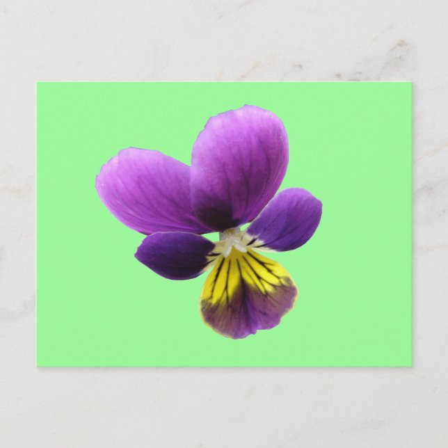 Hübsche Pansy Postkarte (Vorderseite)