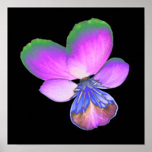 Hübsche Pansy Print Poster