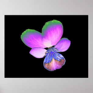 Hübsche Pansy Print Poster