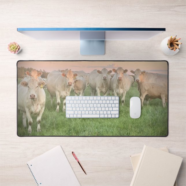 Hübsche Pastel Charolais Rinder auf Weiden Schreibtischunterlage (Büro 1)
