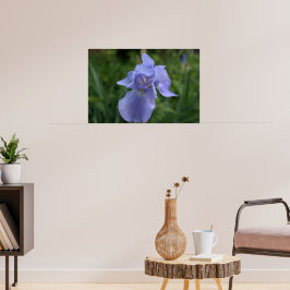 Hübsche Periwinkle Iris-Blume Poster