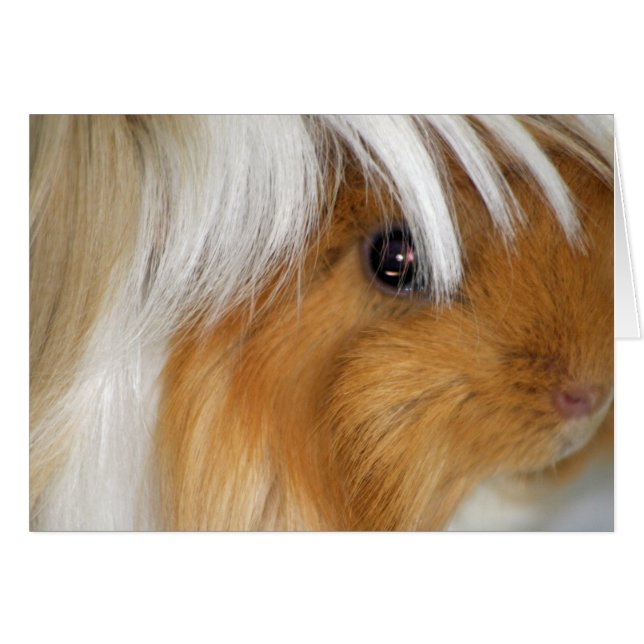 Hübsche, peruanische, buff und weiße Guinea Schwei (Vorderseite (Horizontal))