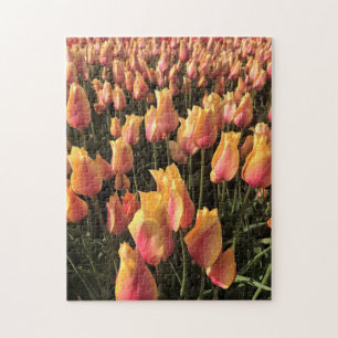Hübsche Pink-gelbe Tulpen
