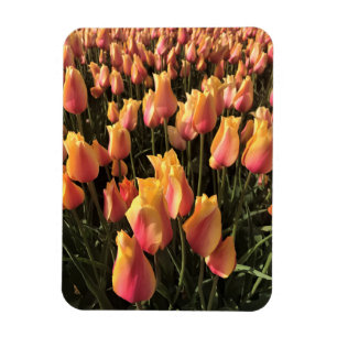Hübsche Pink-gelbe Tulpen Magnet