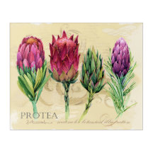 Hübsche Protea Aquarellmalerei Acrylic