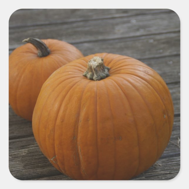 Hübsche Pumpkins Quadratischer Aufkleber (Vorderseite)