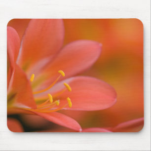 Hübsche Red Clivia-Blume Mousepad