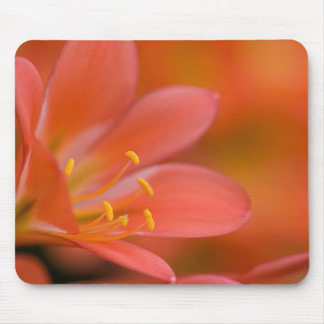 Hübsche Red Clivia-Blume Mousepad (Vorne)