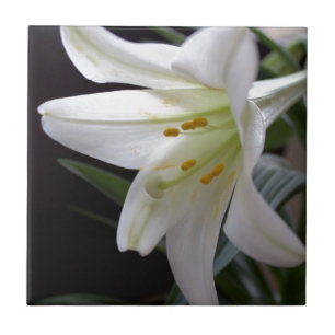 Hübsche, reine weiße Osterglockenblume in Schwarz Fliese
