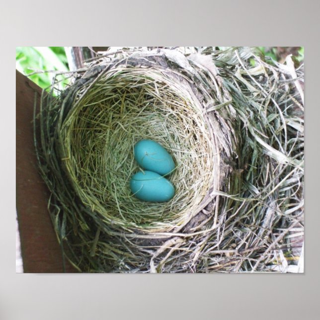 Hübsche Robin-Eier Poster (Vorne)