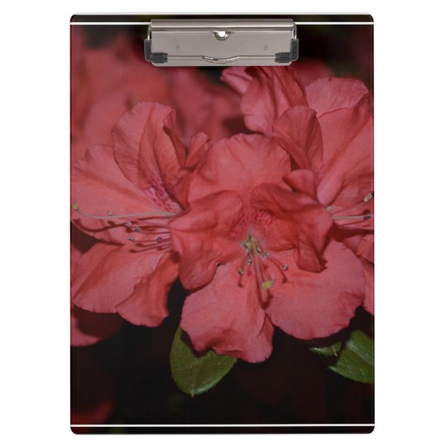 Hübsche rosa Azaleen Klemmbrett (Vorderseite)