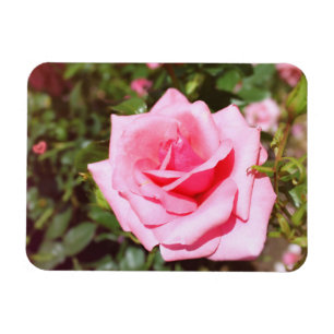 hübsche Rosa-Blume mit süßen Herzen Magnet