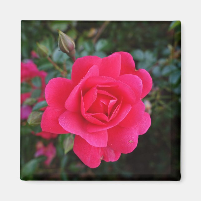 hübsche Rosa-Blumenfotografie Magnet (Vorne)