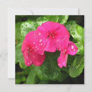 Hübsche Rosa Frühlingsblumen Makrofotografie