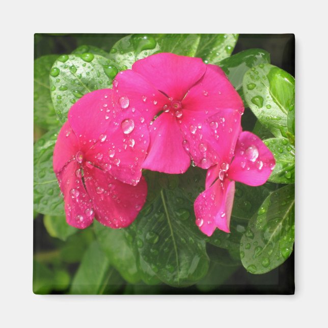 Hübsche Rosa Frühlingsblumen Makrofotografie Magnet (Vorne)