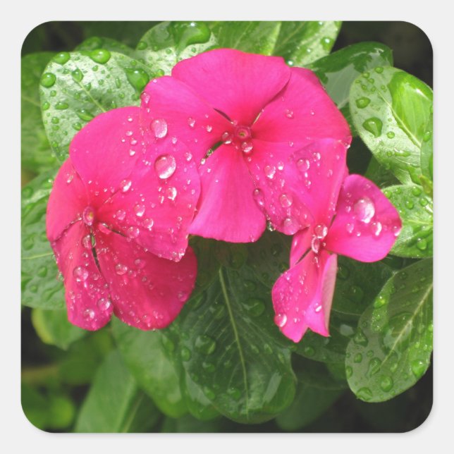 Hübsche Rosa Frühlingsblumen Makrofotografie Quadratischer Aufkleber (Vorderseite)