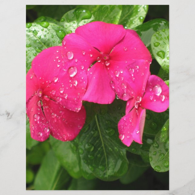 Hübsche Rosa Frühlingsblumen Scrapbooking Papier (Vorderseite)