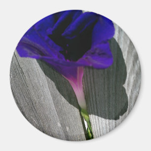 Hübsche rosa-lila Morgen Glory-Blume Magnet