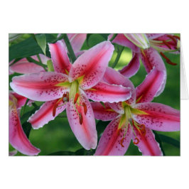 Hübsche Rosa Lippenfloral Foto Blankenkarte