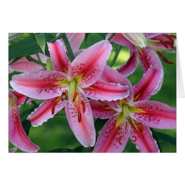 Hübsche Rosa Lippenfloral Foto Blankenkarte (Vorderseite (Horizontal))