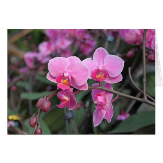 Hübsche Rosa-Orchideen-Blume (Vorderseite (Horizontal))