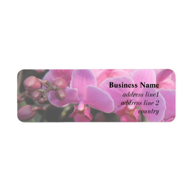 hübsche Rosa-Orchideen-Blume (Vorne)