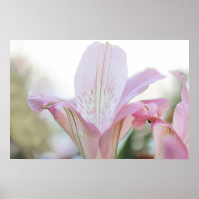 Hübsche rosa Pastell-Blume Poster (Vorne)