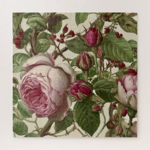 Hübsche rosa Pfingstrosenblumen