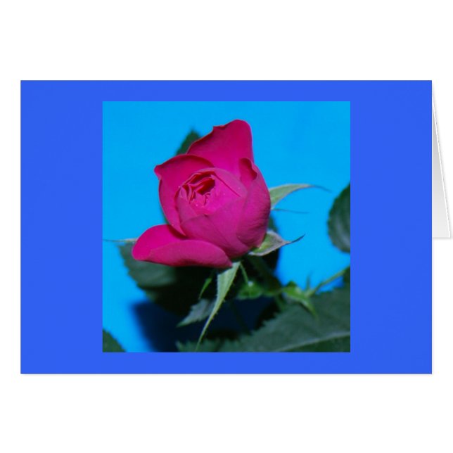Hübsche rosa Rose (Vorderseite (Horizontal))