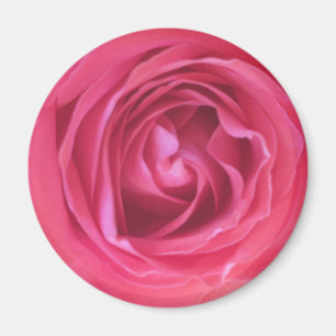Hübsche rosa Rose Magnet